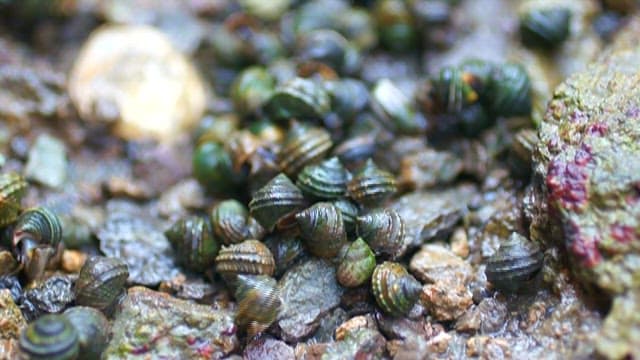 Cluster of ampullarius insularus in natural habitat