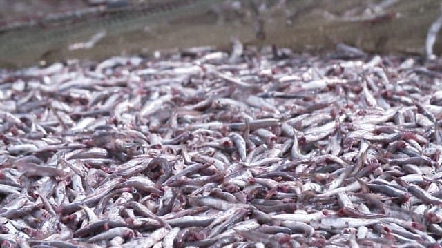 Large quantity of freshly caught fish on a fishing net by the sea