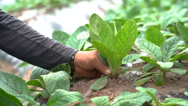 Person harvesting leafy greens in a garden