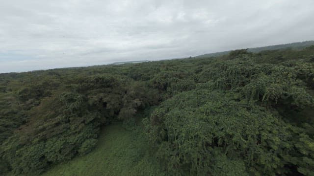 Clear and blue lake in the middle of a rainforest full of greenery