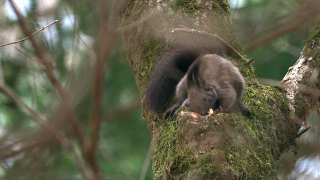 Eurasian red squirrel taking food from a tree