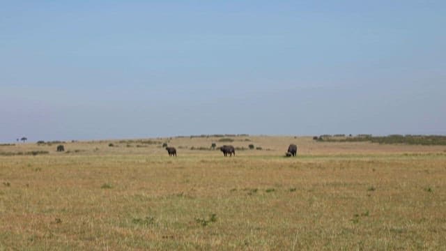 Grazing Buffalo on African Savanna