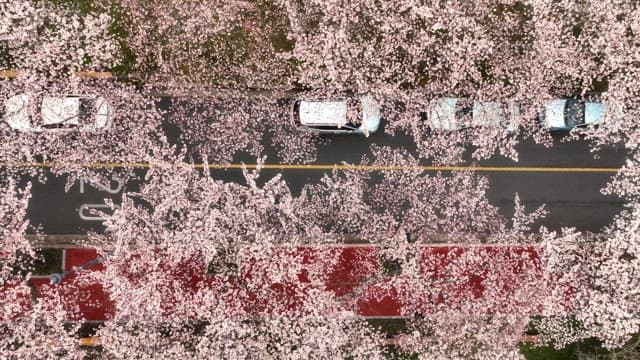 Cherry blossoms lining a city street