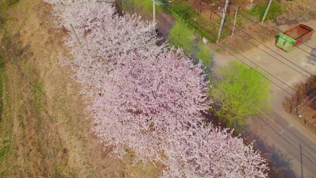 Cherry blossoms along beautiful street