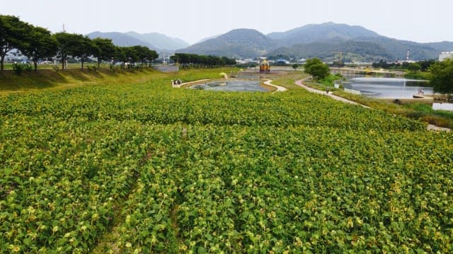 Scenic sunflower field with a pond and mountains