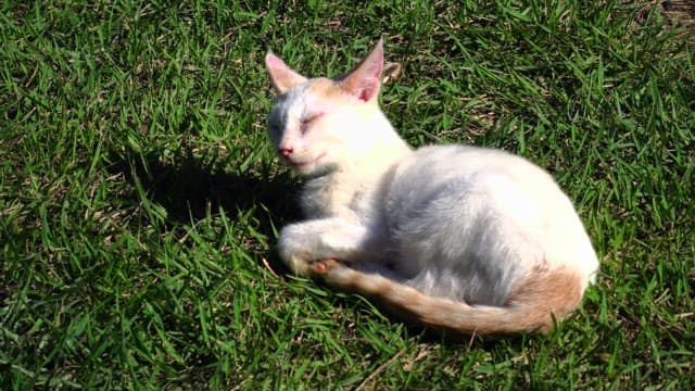 Cat peacefully sleeping on the grass in the afternoon sun