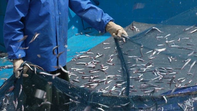 Pulling up a net full of fish on a fishing boat