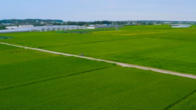 People Walking Through Rice Fields