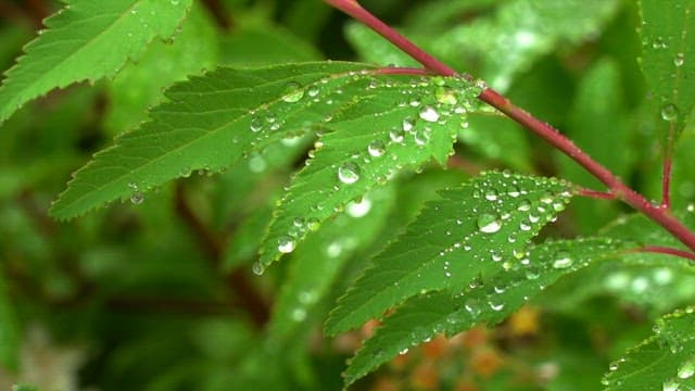 Fresh surface of green leaves with raindrops