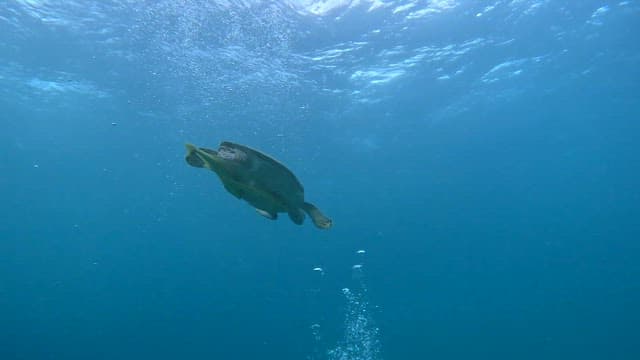 Sea turtle swimming gracefully underwater