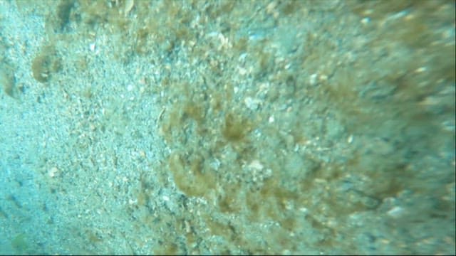 Diver catching a giant octopus from the sea