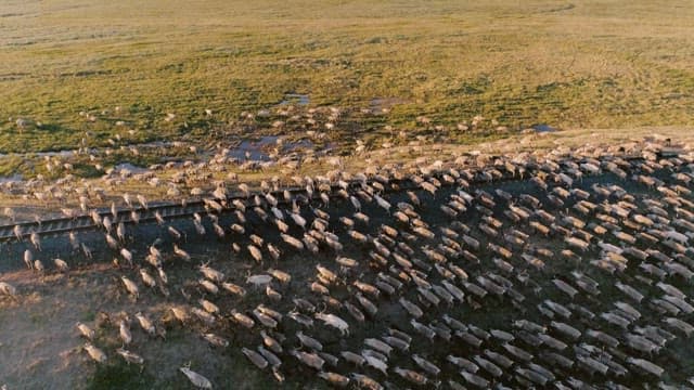 Reindeer in a Field at Sunset
