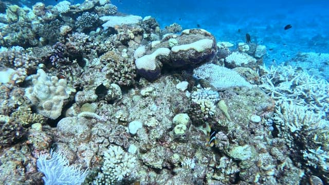 Colorful coral reef with clownfish swimming