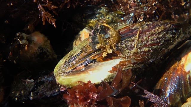 Detailed surface of the harvested mussel shell