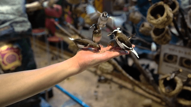 Birds eating feed from a person's hand
