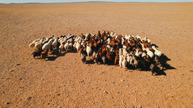 Goats and sheep forming a cluster in the desert