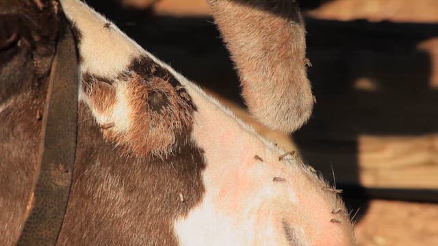Domesticated Reindeer Sitting and Resting