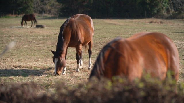 Horses grazing in a sunny open pasture