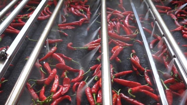 Red chili peppers being washed in a factory