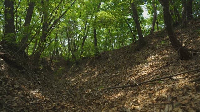 Tranquil Forest Path Surrounded by Greenery