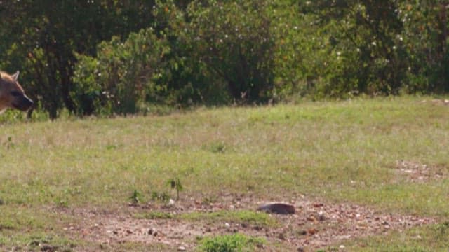 Hyenas Roaming the Savanna