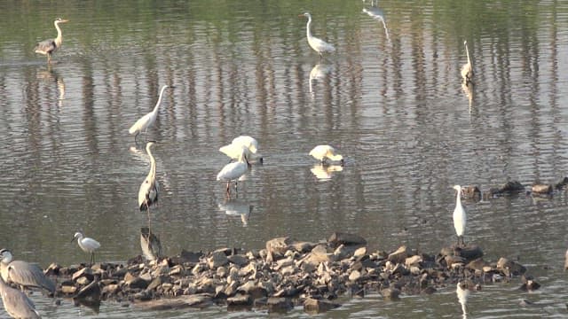 Flock of cranes standing and feeding in still water