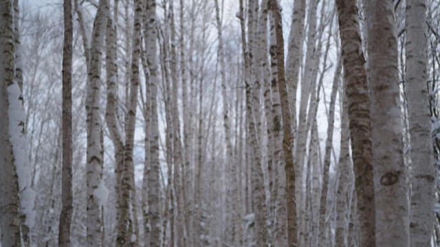 Snow-covered Birch Trees in a Forest