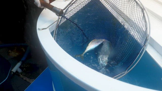 Fish Being Removed from a Tank Using a Net