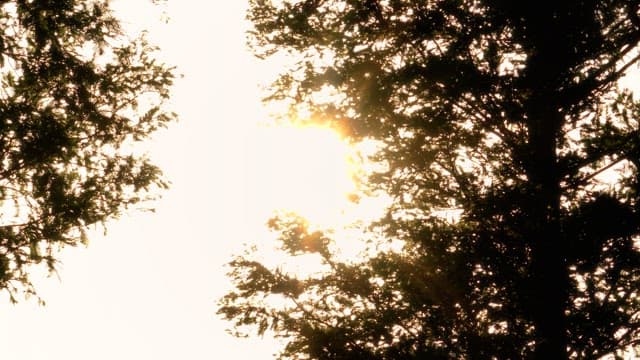 The sun shining brightly through the trees in a serene forest