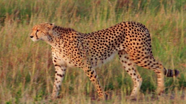 Cheetah Walking Through Grassland