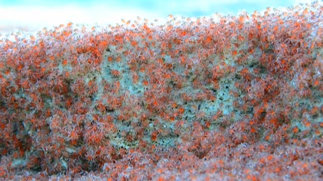 Small red crabs moving on the rock surface