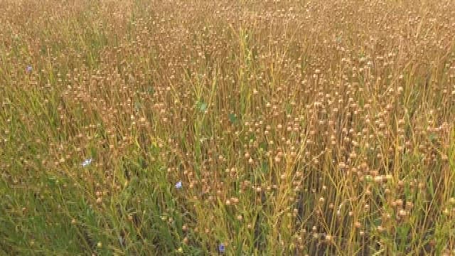 Vast Field of Mature Flax Plants