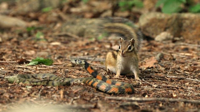 Squirrel Encounters a Serpent in the Forest