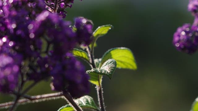 Close-up of morning dew on purple lilac flowers