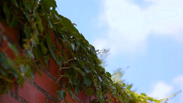 Ivy Leaves Against a Brick Wall