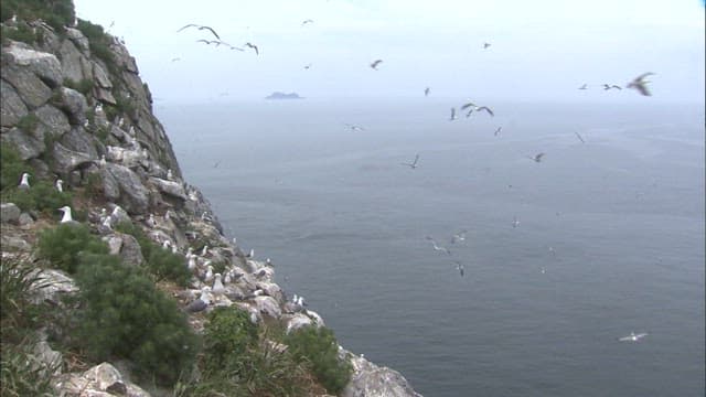 Seabirds Soaring Over a Rocky Cliff by the Sea