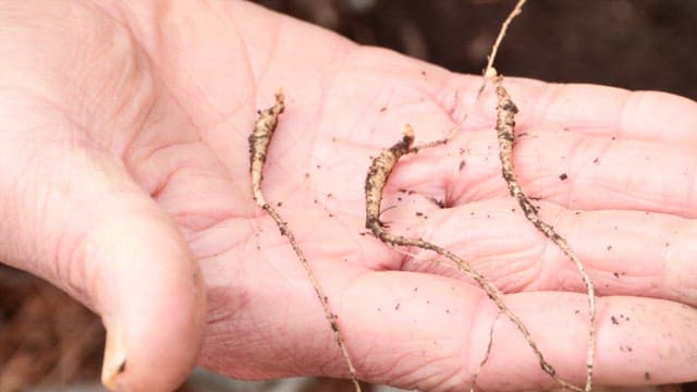 Hand holding freshly dug roots from the soil