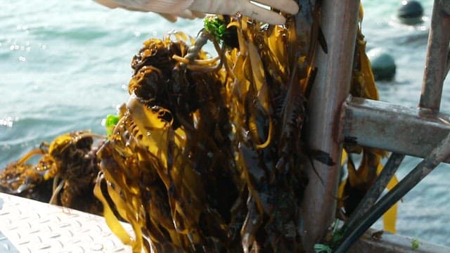 Harvesting seaweed on a boat on a sunny day
