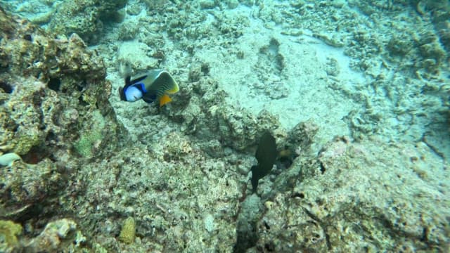 Colorful fish swimming among coral reefs
