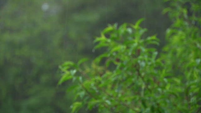A branch filled with leaves in the rain