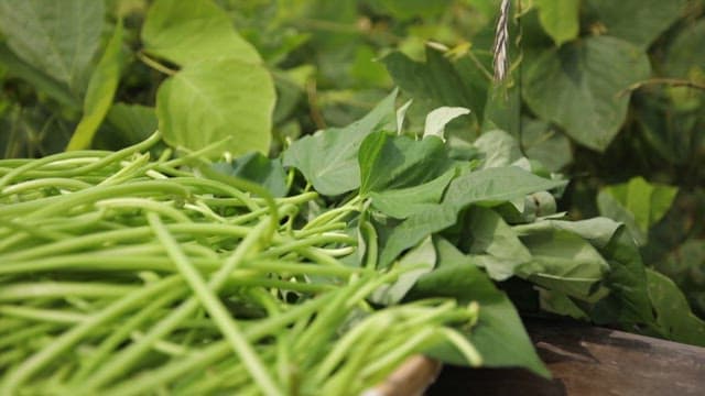 Trimmed fresh sweet potato stem on a wooden basket