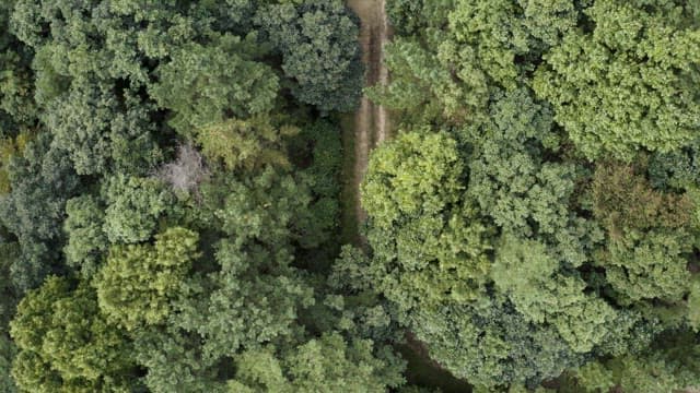 Aerial View of a Forest Path