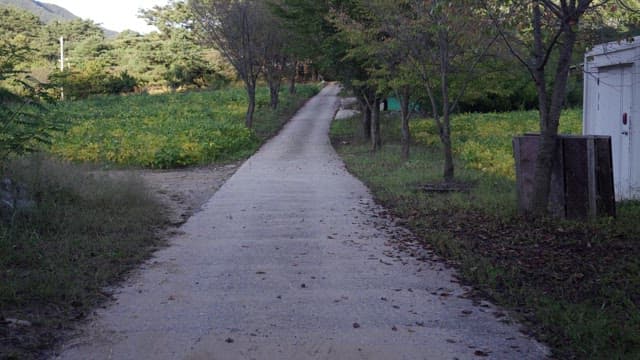 Narrow path through the green countryside lined with trees