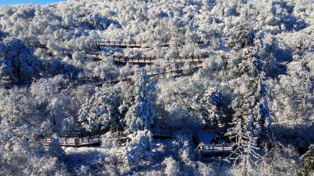Snowy forest with wooden pathways winding through trees