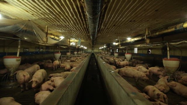 Pigs in the facilities of a large livestock farm