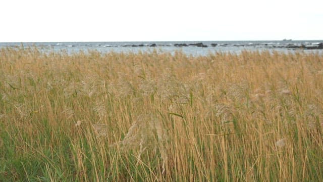 Autumn reeds swaying in the wind on a cloudy day by the sea shore