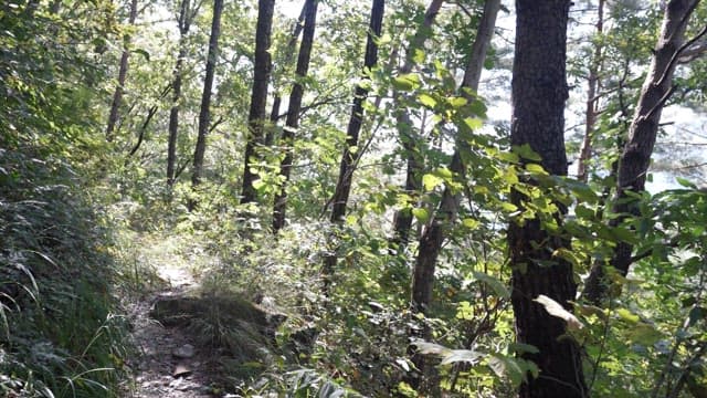 Forest path under the afternoon sun