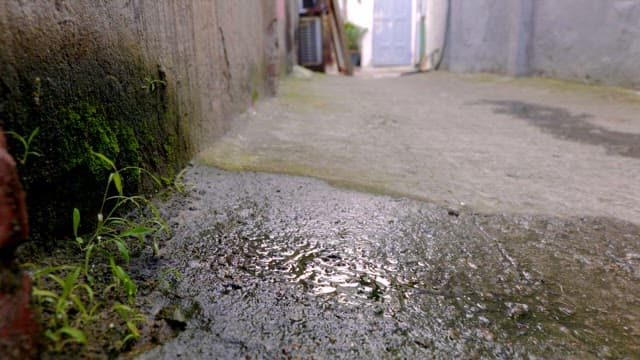 Water drops falling on moss