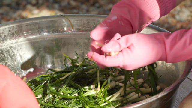 Preparing kimchi with fresh green onions in a metal basin