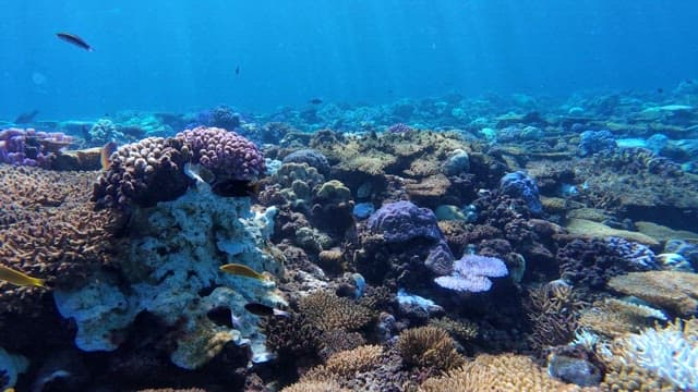 Colorful coral reef with diverse fish